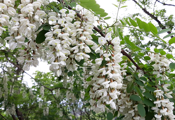 꽃 아카시아 나무